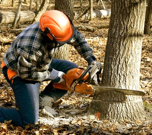 Tree Removal in Enigma, GA